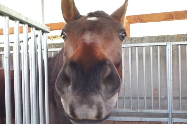 Besucher in der Kraftfutterstation
