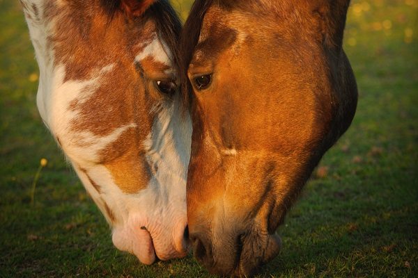 Pferde Kopf an Kopf